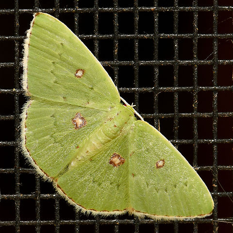 Tiny emerald geometrid moth With a wingspan of just 20 mm, what a tiny beauty. Comostola leucomerata, family Geometridae.  Australia,Comostola leucomerata,Geometridae,Geotagged,Lepidoptera,Summer,arthropod,emerald moth,entomology,fauna,insect,invertebrate,macro,new south wales