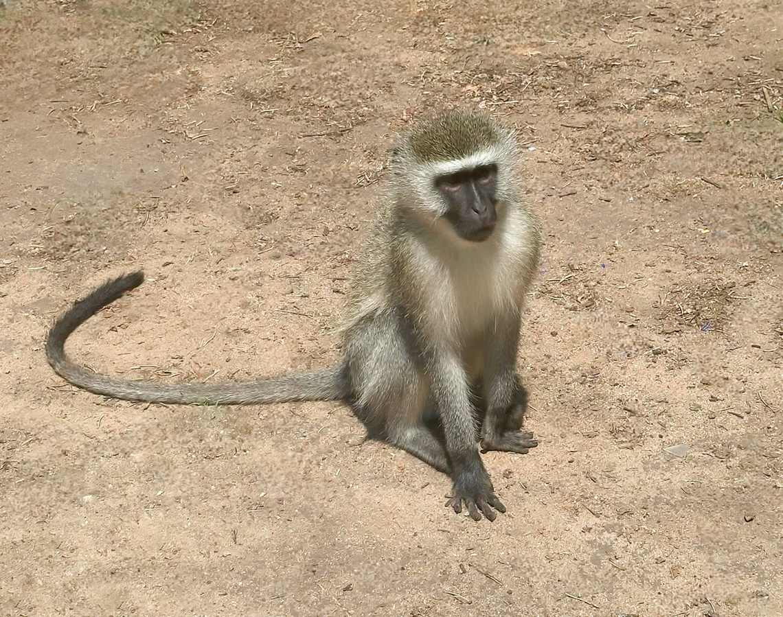 Southern vervet monkey Location of the sighting means this is sub-species Chlorocebus pygerythrus ssp. pygerythrus. <br />
<br />
Body length around 50 cm in length.  Cercopithecidae,Chlorocebus pygerythrus,Geotagged,Zimbabwe,africa,fauna,mammal,old world monkey,primate,southern vervet monkey,summer,vertebrate,vervet monkey