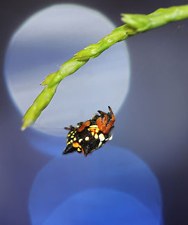 Australian jewel spider Also commonly known as Christmas spider as usually seen in December, extending through to January. 

Sure enough, I saw this one December 22nd just before Christmas. 

Such beautiful little spiders, a type of orb weaver, endemic to this country. 

This is a female. She is hanging upside down from a silk thread. 

And they are tiny, she is around 10 mm in length. 

The wide aperture created some great bokeh here from the dew. 



 Araneidae,Austracantha minax,Australia,Christmas Jewel Spider,Christmas spider,Geotagged,Summer,arachnid,arachnology,arthropod,invertebrate,macro,new south wales