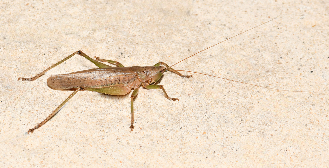 The olive-green coastal katydid Found in coastal Queensland and New South Wales. Feeding on fruits and flowers. <br />
<br />
5 cm length.  Australia,Austrosalomona falcata,Conocephalinae,Geotagged,Olive-green Coastal Katydid,Orthoptera,Summer,Tettigoniidae,arthropod,entomology,fauna,insect,invertebrate,macro,new south wales