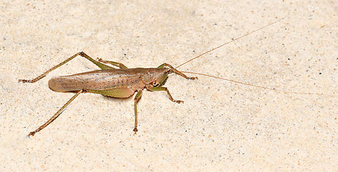 The olive-green coastal katydid Found in coastal Queensland and New South Wales. Feeding on fruits and flowers. 

5 cm length.  Australia,Austrosalomona falcata,Conocephalinae,Geotagged,Olive-green Coastal Katydid,Orthoptera,Summer,Tettigoniidae,arthropod,entomology,fauna,insect,invertebrate,macro,new south wales