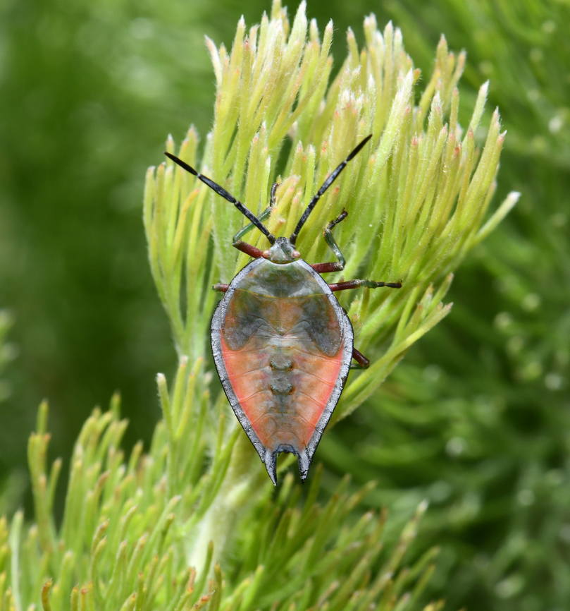Lyramorpha rosea nymph Native to Australia and found here on the east coast. Feeding on plants within the family Sapindaceae, including lychee which gives the common name of lychee stink bug. <br />
<br />
Around 20 mm length.  Arthropod,Australia,Entomology,Fauna,Geotagged,Hemiptera,Heteroptera,Insect,Invertebrate,Lychee Stink Bug,Lyramorpha rosea,Macro,New South Wales,Summer,Tessaratomidae,lychee stink bug,lychee stink bug nymph