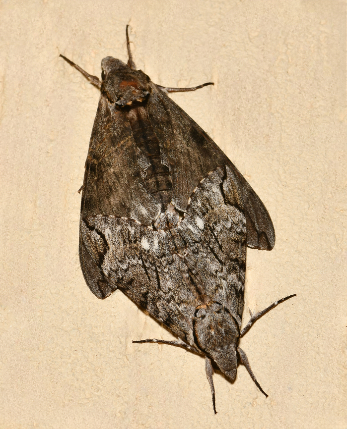 Australian privet hawk moth pairing This beautiful pair are genus Psilogramma, I believe species casuarinae, the Australian privet hawkmoth. <br />
<br />
Large moths, with a wingspan that can exceed 10 cm. The bigger female is at top. <br />
<br />
 Australasian privet hawk moth,Australia,Australian privet hawk moth,Geotagged,Lepidoptera,Privet hawk moth,Psilogramma casaurinae,Psilogramma casuarinae,Sphingidae,Summer,arthropod,entomology,insect,macro,moth copulation,moth pairing,moth sex