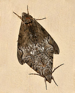 Australian privet hawk moth pairing This beautiful pair are genus Psilogramma, I believe species casuarinae, the Australian privet hawkmoth. 

Large moths, with a wingspan that can exceed 10 cm. The bigger female is at top. 

 Australasian privet hawk moth,Australia,Australian privet hawk moth,Geotagged,Lepidoptera,Privet hawk moth,Psilogramma casaurinae,Psilogramma casuarinae,Sphingidae,Summer,arthropod,entomology,insect,macro,moth copulation,moth pairing,moth sex