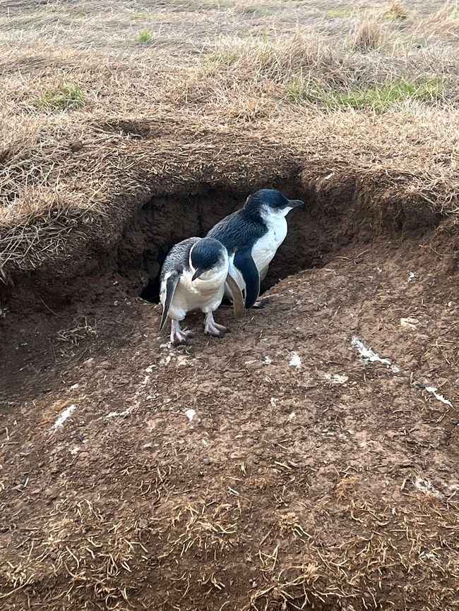 Fairy penguins in natural habitat A quick I phone shot of two little fairy penguins by their burrow on Phillip Island, just off the Victorian coast. <br />
<br />
Eudyptula minor is also commonly known as little penguin and blue penguin. <br />
<br />
These are the smallest species of penguin. It is a marine neritic species that dives for food throughout the day and returns to shore at dusk.<br />
<br />
Just 30 cm in height. <br />
<br />
 Australia,Aves,Eudyptula minor,Fairy Penguin,Geotagged,Little Blue Penguin,Phillip Island,Spheniscidae,Sphenisciformes,Summer,Victoria,vertebrate
