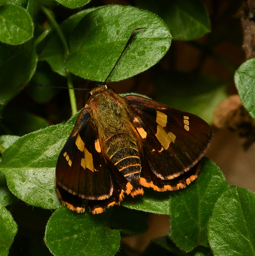 Splendid ochre butterfly dorsal The splendid ochre is a lovely little native butterfly within family Hesperiidae, known commonly as the skippers.<br />
<br />
Larvae have been observed feeding on native Lomandra species.<br />
<br />
Wingspan around 45 mm.<br />
<br />
<figure class="photo"><a href="https://www.jungledragon.com/image/167819/splendid_ochre_butterfly_lateral.html" title="Splendid ochre butterfly lateral"><img src="https://s3.amazonaws.com/media.jungledragon.com/images/3314/167819_thumb.jpg?AWSAccessKeyId=05GMT0V3GWVNE7GGM1R2&Expires=1767225610&Signature=6tXt7%2BoNnlW0gBWPJV%2FzKSX8qAI%3D" width="200" height="158" alt="Splendid ochre butterfly lateral The splendid ochre is a lovely little native butterfly within family Hesperiidae, known commonly as the skippers.<br />
<br />
Larvae have been observed feeding on native Lomandra species. <br />
<br />
Wingspan around 45 mm. <br />
<br />
https://www.jungledragon.com/image/167792/splendid_ochre_butterfly_dorsal.html Australia,Geotagged,Hesperiidae,Lepidoptera,Skipper butterfly,Splendid Ochre,Trapezites symmomus,arthropod,autumn,entomology,fauna,insect,invertebate,macro,new south wales" /></a></figure><br />
 Australia,Geotagged,Hesperiidae,Lepidoptera,Splendid Ochre,Trapezites symmomus,arthropod,autumn,entomology,fauna,insect,invertebrate,macro,new south wales