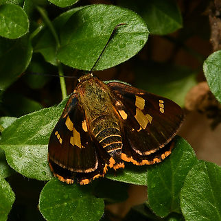 Splendid ochre butterfly dorsal The splendid ochre is a lovely little native butterfly within family Hesperiidae, known commonly as the skippers.

Larvae have been observed feeding on native Lomandra species.

Wingspan around 45 mm.

https://www.jungledragon.com/image/167819/splendid_ochre_butterfly_lateral.html
 Australia,Geotagged,Hesperiidae,Lepidoptera,Splendid Ochre,Trapezites symmomus,arthropod,autumn,entomology,fauna,insect,invertebrate,macro,new south wales