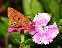 Splendid ochre butterfly lateral The splendid ochre is a lovely little native butterfly within family Hesperiidae, known commonly as the skippers.<br />
<br />
Larvae have been observed feeding on native Lomandra species. <br />
<br />
Wingspan around 45 mm. <br />
<br />
https://www.jungledragon.com/image/167792/splendid_ochre_butterfly_dorsal.html Australia,Geotagged,Hesperiidae,Lepidoptera,Skipper butterfly,Splendid Ochre,Trapezites symmomus,arthropod,autumn,entomology,fauna,insect,invertebate,macro,new south wales