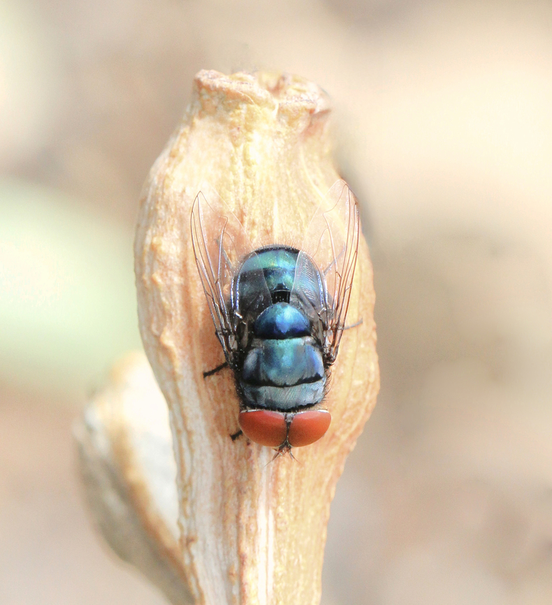 Chrysomya megacephala Chrysomya megacephala, the oriental latrine fly. Lovely metallic body and large red eyes. <br />
<br />
I learned that Chrysomya megacephala is one of the most common members of the genus in Australia and is of tropical origin - for example it has been reported in forensic cases in Thailand and has been responsible for causing myiasis in humans. <br />
<br />
Because it is readily attracted to garbage, it can also act as a vector of disease, and is therefore also of sanitary importance. Adults breed mostly in carrion, but they are also attracted to garbage and faeces. <br />
<br />
It has been bred by J. F. Wallman from human corpses in News South Wales and Queensland.<br />
<br />
10 mm body length.  Australia,Chrysomya megacephala,Diptera,Geotagged,Oriental Latrine Fly,Summer,arthropod,blue blow fly,calliphoridae,carrion fly,chrysomyinae,entomology,fauna,insect,invertebrate,macro,metallic blue fly,new south wales