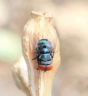 Chrysomya megacephala Chrysomya megacephala, the oriental latrine fly. Lovely metallic body and large red eyes. 

I learned that Chrysomya megacephala is one of the most common members of the genus in Australia and is of tropical origin - for example it has been reported in forensic cases in Thailand and has been responsible for causing myiasis in humans. 

Because it is readily attracted to garbage, it can also act as a vector of disease, and is therefore also of sanitary importance. Adults breed mostly in carrion, but they are also attracted to garbage and faeces. 

It has been bred by J. F. Wallman from human corpses in News South Wales and Queensland.

10 mm body length.  Australia,Chrysomya megacephala,Diptera,Geotagged,Oriental Latrine Fly,Summer,arthropod,blue blow fly,calliphoridae,carrion fly,chrysomyinae,entomology,fauna,insect,invertebrate,macro,metallic blue fly,new south wales