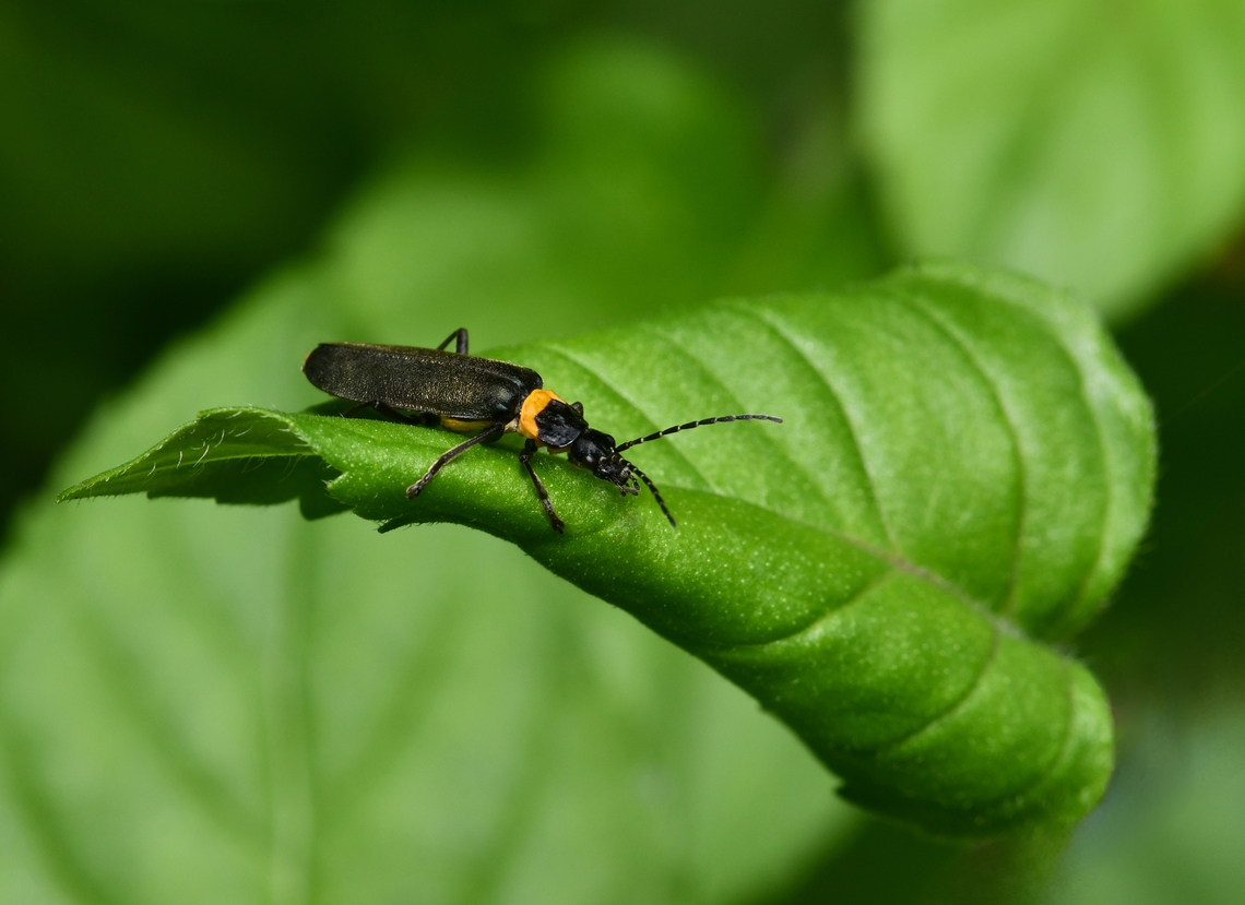 Plague soldier beetle I saw a single plague soldier beetle out and about. Given that it is now autumn it is unusual, but the days are still mild. <br />
<br />
During the summer months, one can see these on very hot days, en masse, in mating frenzy. Thousands of them, filling the sky and covering vegetation. <br />
<br />
<figure class="photo"><a href="https://www.jungledragon.com/image/155380/plague_soldier_beetles.html" title="Plague soldier beetles"><img src="https://s3.amazonaws.com/media.jungledragon.com/images/3314/155380_thumb.jpg?AWSAccessKeyId=05GMT0V3GWVNE7GGM1R2&Expires=1759968010&Signature=lOx1NjZPw79fd60n%2FyQ6lE1ehN4%3D" width="200" height="122" alt="Plague soldier beetles Seen here swarming on Leptospermum. Congregating to mate and feed. <br />
<br />
15 mm length.  Australia,Cantharidae,Chauliognathus lugubris,Coleoptera,Geotagged,Plague soldier beetle,Spring,arthropod,entomology,fauna,insect,invertebrate,macro,new south wales,plague soldier beetle" /></a></figure><br />
<br />
15 mm length.  Australia,Cantharidae,Chauliognathus lugubris,Coleoptera,Geotagged,Plague Soldier beetle,Plague soldier beetle,arthropod,autumn,entomology,fauna,insect,invertebrate,macro,new south wales