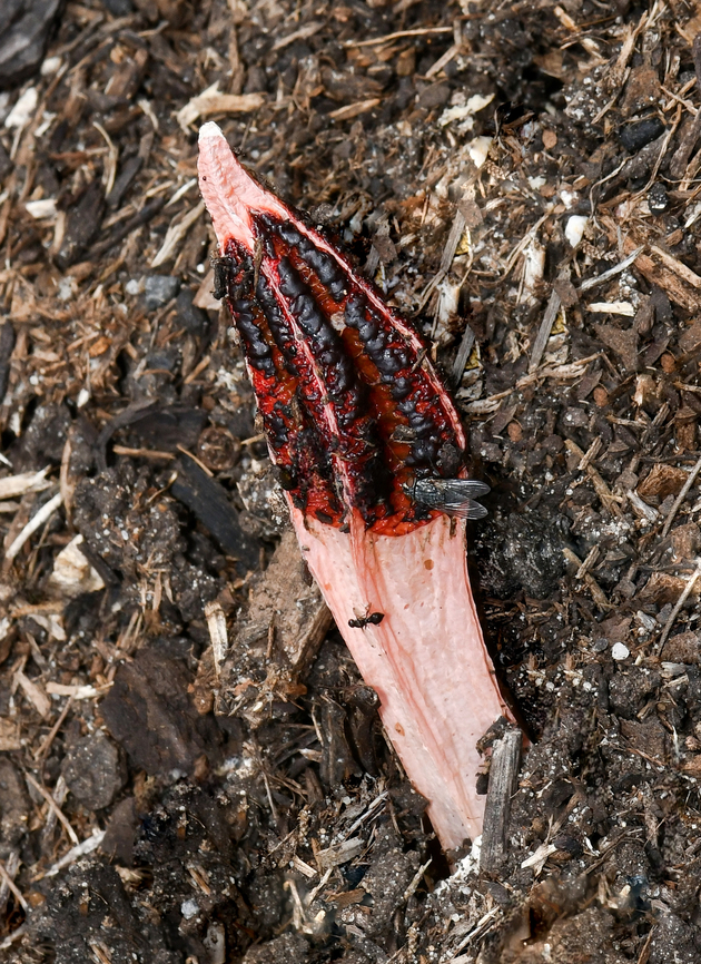 Lantern stinkhorn fungus I smelt this before coming upon it. A mixture of urine and faeces is the best way to describe the odour. Unless there were others around I didn&#039;t see, I was amazed how one 10 cm fungus could produce such a smell. Lysurus mokusin, commonly known as the lantern stinkhorn and ribbed lizard claw fungus is endemic to Asia and Australia. <br />
<br />
Flies and insects are drawn to the smell, so aiding in the spread and dispersal of the spores.<br />
<br />
 Agaricomycetes,Australia,Fall,Geotagged,Lysurus mokusin,Phallaceae,Phallales,autumn,lantern stinkhorn,new south wales,ribbed lizard claw fungus