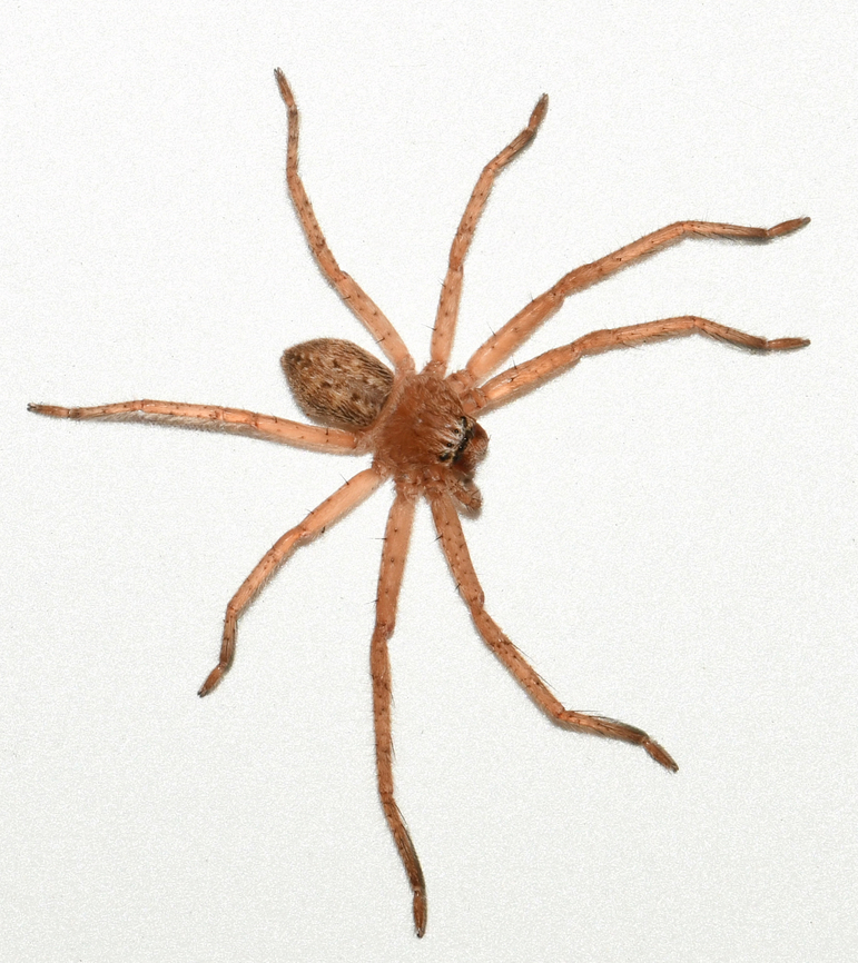 Isopeda villosa huntsman Native to New South Wales here in Australia. <br />
<br />
These spiders are ambush predators and cursorial hunters. <br />
<br />
They do not build webs, instead relying on their speed, agility and camouflage to catch prey. <br />
<br />
This one was on my lounge wall one evening this past summer.  Australia,Geotagged,Grey Huntsman,Isopeda villosa,Sparassidae,arachnid,arthropod,giant crab spider,hunter,invertebrate,macro,new south wales,predator,summer