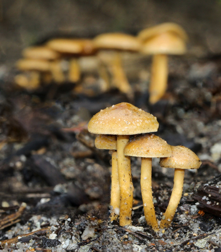Fungi in the flood The colossal amount of rain and catastrophic flooding we are currently struggling through in New South Wales provides the perfect conditions in some places for fungi. <br />
<br />
It was a community of separately spaced fruiting bodies, all covering an area of around 1.5 m. <br />
<br />
I believe this to be Tubaria furfuracea, the scurfy twiglet. If so, this is an introduced species here in Australia. <br />
<br />
Not exceeding 5 cm in height. The caps were no more than 4 cm diameter.<br />
<br />
 Agaricales,Agaricomycetes,Australia,Autumn,Fall,Macro,Scurfy twiglet,Tubaria furfuracea,Tubariaceae,fungi,new south wales,scurfy twiglet