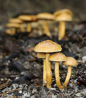 Fungi in the flood The colossal amount of rain and catastrophic flooding we are currently struggling through in New South Wales provides the perfect conditions in some places for fungi. 

It was a community of separately spaced fruiting bodies, all covering an area of around 1.5 m. 

I believe this to be Tubaria furfuracea, the scurfy twiglet. If so, this is an introduced species here in Australia. 

Not exceeding 5 cm in height. The caps were no more than 4 cm diameter.

 Agaricales,Agaricomycetes,Australia,Autumn,Fall,Macro,Scurfy twiglet,Tubaria furfuracea,Tubariaceae,fungi,new south wales,scurfy twiglet