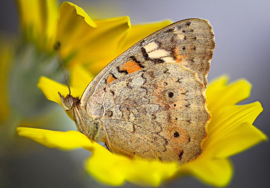 Winter welcome visitor Junonia villida, our pretty meadow argus, which can be seen year round in these parts if one is lucky. <br />
<br />
Nights and early mornings are cold now, but our winter days can be very pleasant at around 20C which I&#039;m sure these butterflies and many other insects enjoy. <br />
<br />
A fast flyer, settling frequently to rest and enjoy the sunshine. The wings are opened and closed quickly to flash the eye-spots - this is thought to frighten potential predators such as birds. <br />
<br />
Wingspan around 4 cm. <br />
<br />
<figure class="photo"><a href="https://www.jungledragon.com/image/72312/junonia_villida.html" title="Junonia villida"><img src="https://s3.amazonaws.com/media.jungledragon.com/images/3314/72312_thumb.jpg?AWSAccessKeyId=05GMT0V3GWVNE7GGM1R2&Expires=1759968010&Signature=II48RuAGnItnkshtRBbeqeWwnf4%3D" width="200" height="154" alt="Junonia villida The meadow argus is a lovely little butterfly found in all areas of Australia. A fast flyer, settling frequently to rest and enjoy the sunshine. <br />
The wings are opened and closed quickly to flash the eye-spots - this is thought to frighten potential predators such as birds. <br />
Wingspan 40mm<br />
<br />
https://www.jungledragon.com/image/169592/winter_welcome_visitor.html Australia,Butterfly,Geotagged,Junonia villida,Lepidoptera,Macro,Meadow Argus,Nymphalidae,Summer,insect,invertebrate,markings,pattern" /></a></figure><br />
<br />
<br />
 Australia,Geotagged,Junonia villida,Meadow Argus,Nymphalidae,arthropod,entomology,fauna,insect,invertebrate,macro,new south wales,winter