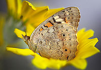 Winter welcome visitor Junonia villida, our pretty meadow argus, which can be seen year round in these parts if one is lucky. <br />
<br />
Nights and early mornings are cold now, but our winter days can be very pleasant at around 20C which I'm sure these butterflies and many other insects enjoy. <br />
<br />
A fast flyer, settling frequently to rest and enjoy the sunshine. The wings are opened and closed quickly to flash the eye-spots - this is thought to frighten potential predators such as birds. <br />
<br />
Wingspan around 4 cm. <br />
<br />
https://www.jungledragon.com/image/72312/junonia_villida.html<br />
<br />
<br />
 Australia,Geotagged,Junonia villida,Meadow Argus,Nymphalidae,arthropod,entomology,fauna,insect,invertebrate,macro,new south wales,winter
