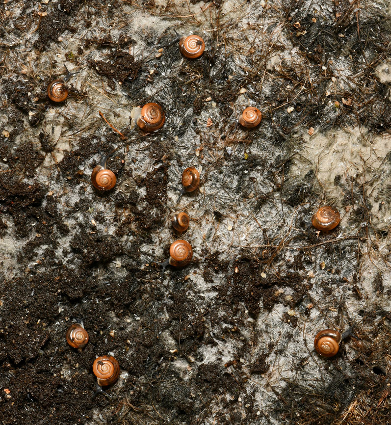 Tiny quick gloss snails Large number of tiny snails, focused in on just a few here. I wasn't sure if juvenile or fully grown as their shells were no more than 4 mm diameter. I learned that they are fully grown. So tiny! <br />
<br />
One can see a few out of their shells on zoom. <br />
<br />
Non-indigenous population here in Australia. Native to North America.  Australia,Gastrodontidae,Gastropoda,Geotagged,Stylommatophora,Zonitoides arboreus,fauna,land snail,macro,mollusc,new south wales,winter