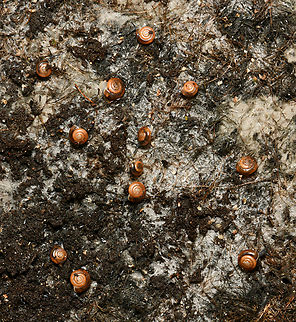 Tiny quick gloss snails Large number of tiny snails, focused in on just a few here. I wasn't sure if juvenile or fully grown as their shells were no more than 4 mm diameter. I learned that they are fully grown. So tiny! 

One can see a few out of their shells on zoom. 

Non-indigenous population here in Australia. Native to North America.  Australia,Gastrodontidae,Gastropoda,Geotagged,Stylommatophora,Zonitoides arboreus,fauna,land snail,macro,mollusc,new south wales,winter