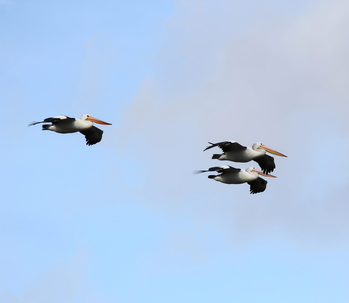 Pelican trio flyby Trio of majestic pelicans on the wing. A flyby as I was standing on the beach. <br />
<br />
Hardly a wing movement, as they  utilised updraft from wind and waves or perhaps a thermal of rising, warm air. <br />
<br />
They were so graceful.  Australia,Australian Pelican,Aves,Geotagged,Pelecanidae,Pelecaniformes,Pelecanus conspicillatus,Waterbird,autumn,fall,fauna,new south wales,vertebrate