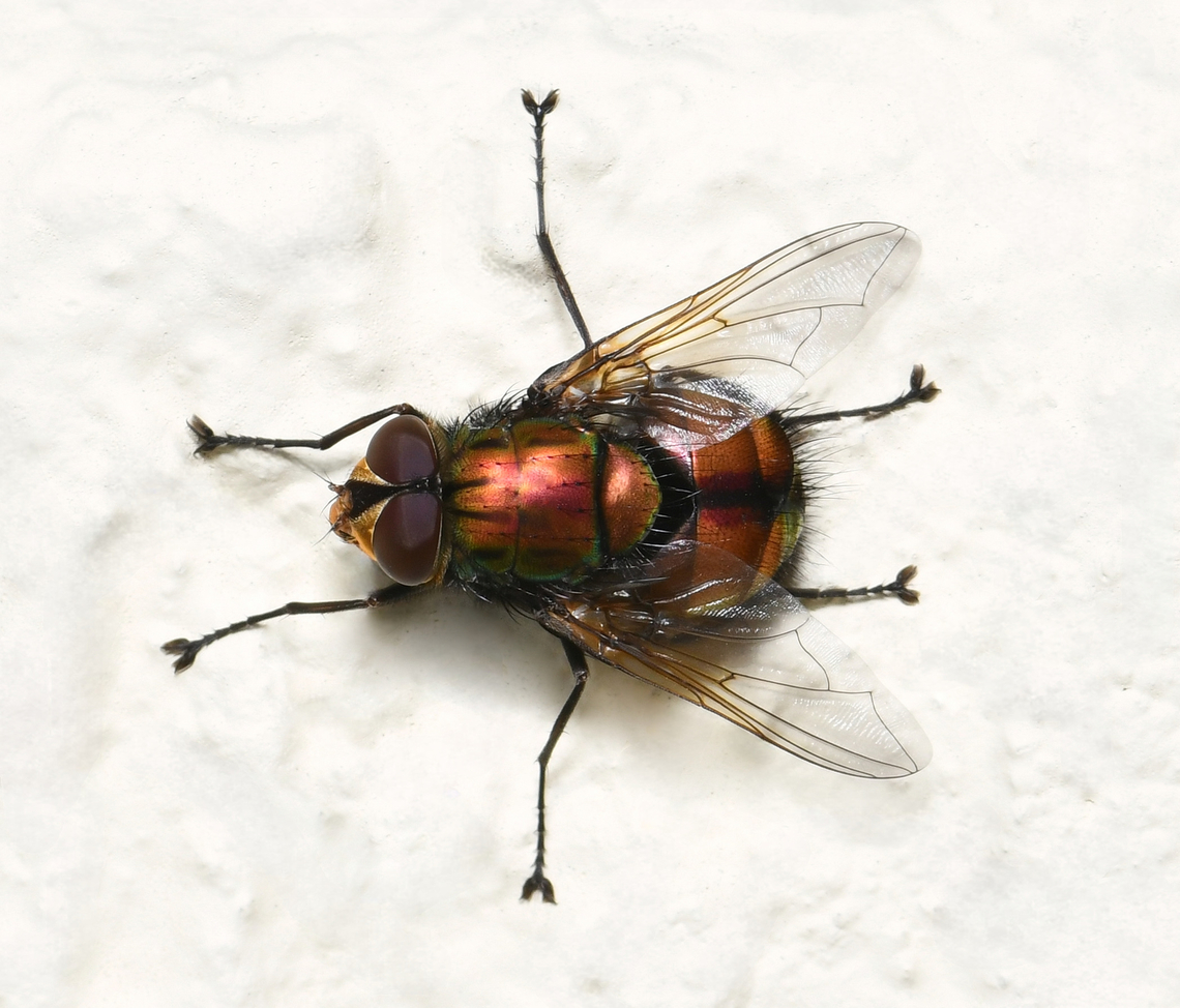 Microrutilia tachinid fly Family Tachinidae, genus Rutilia, sub genus Microrutilia. <br />
<br />
Around 12 mm body length. Australia,Diptera,Geotagged,Microrutilia,Oestroidea,Rutilia,Tachinidae,Winter,arthropod,entomology,fauna,insect,invertebrate,macro,new south wales