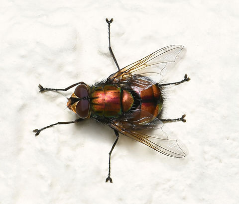 Microrutilia tachinid fly Family Tachinidae, genus Rutilia, sub genus Microrutilia. 

Around 12 mm body length. Australia,Diptera,Geotagged,Microrutilia,Oestroidea,Rutilia,Tachinidae,Winter,arthropod,entomology,fauna,insect,invertebrate,macro,new south wales