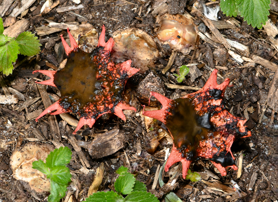 Anemone stinkhorn I learned that this was the first native Australian fungus to be formally described in 1792. <br />
Beginning as a partly buried, whitish egg-shaped structure (see top of image), which then bursts open as a hollow white stalk with reddish arms. The orange/red star-shaped structure is covered in brown slime which attracts flies. The flies help to disperse the spores.<br />
<br />
Can grow to a height of 10 cm. Agaricomycetes,Anemone stinkhorn,Aseroe rubra,Australia,Basidiomycota,Fungi,Geotagged,Phallaceae,Phallales,new south wales,sea anemone fungus,spring,starfish fungus