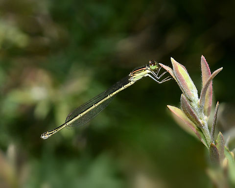 Golden dartlet damselfly Female, diminutive at 25 mm length.  Australia,Coenagrionidae,Geotagged,Golden Dartlet,Invertebrate,Ischnura aurora,Odonata,Zygoptera,arthropod,aurora bluetail,fauna,insect,invertebrate,macro,new south wales,spring