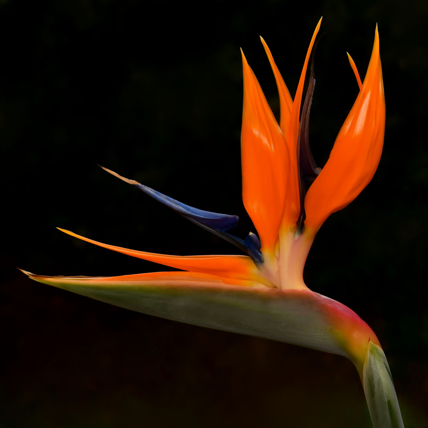 South African Strelitzia A common sight here in Australia, enjoying the similar climate to its native range of South Africa. <br />
<br />
I wanted to grow this plant, especially to observe the development of these large, dynamic, eye-catching flowers.<br />
<br />
But I learned over the years from gardening articles, seeing them in parks and friends who have them in their gardens - that they grow fast and are a nightmare to remove. <br />
<br />
So, I have this one plant in a very large pot. A couple of years ago, I re-potted and was intrigued to see the roots. They are large, thick and tuberous looking - adapted for water absorption and storage. <br />
<br />
The flowers emerge one at a time from the spathe, consist of three orange sepals and three purplish-blue or white petals. Two of the petals are joined together to form an arrow-like nectary. When the sunbirds sit to drink the nectar, the third petal opens to release the anther and cover their feet in pollen.<br />
<br />
One tough, resilient and stunning plant. <br />
<br />
The common name &#039;bird of paradise&#039; is due to the resemblance of the open inflorescence to the display plumage and pose of certain species of bird-of-paradise. (The beak being downward, with wings open above and tail behind, as if in flight and reaching down in to a flower for nectar). <br />
<br />
Strelitzia reginae, growing to 2 m or more in height. Leathery leaves up to 80 cm in length and 30 cm wide. Flower 19 cm at longest point and 17 cm in height. <br />
<br />
<br />
 Australia,Bird of Paradise flower,Commelinids,Geotagged,Strelitzia reginae,Strelitziaceae,Zingiberales,botany,crane flower,flora,new south wales,spring