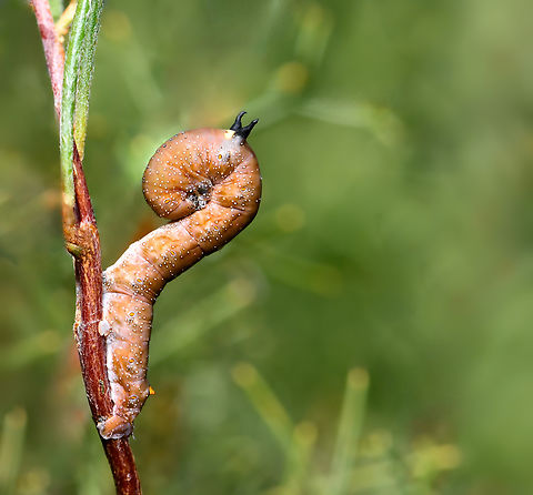 Oenochroma defense pose Oenochroma means 'wine coloured' from the Greek oeno (wine) and chroma (colour). Due to the beautiful colour of the adult moths. 

Perhaps O. vinaria, but markings appear slightly different from others I've found. 

Seen eating fresh shoots on Hakea purpurea. 

It adopted this defense pose when I moved the stem. 

30 mm length.  Australia,Entomology,Fauna,Geometridae,Geotagged,Lepidoptera,Macro,Oenochroma,Pink-bellied moth,arthropod,insect,invertebrate,new south wales,spring
