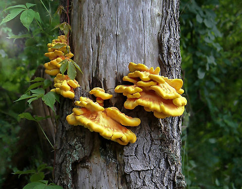 Laetiporus sulphureus Also commonly known as chicken of the woods and sulphur polypore. This was a real treat to see and learn of such a mushroom.

Native to Europe and North America growing on mature and dead hardwoods.  

Laetiporus sulphureus is recognizable due to the vibrant colours and distinctive growth pattern. The shelves can grow quite large, I've read growing up to 60 cm which is amazing. 

Edible when young, with a meaty texture which some say is reminiscent of chicken.  Agaricomycetes,Chicken of the Woods,Geotagge,Laetiporaceae,Laetiporus sulphureus,Pennsylvania,Polyporales,Sulphur shelf,United States,edible mushroom,summer