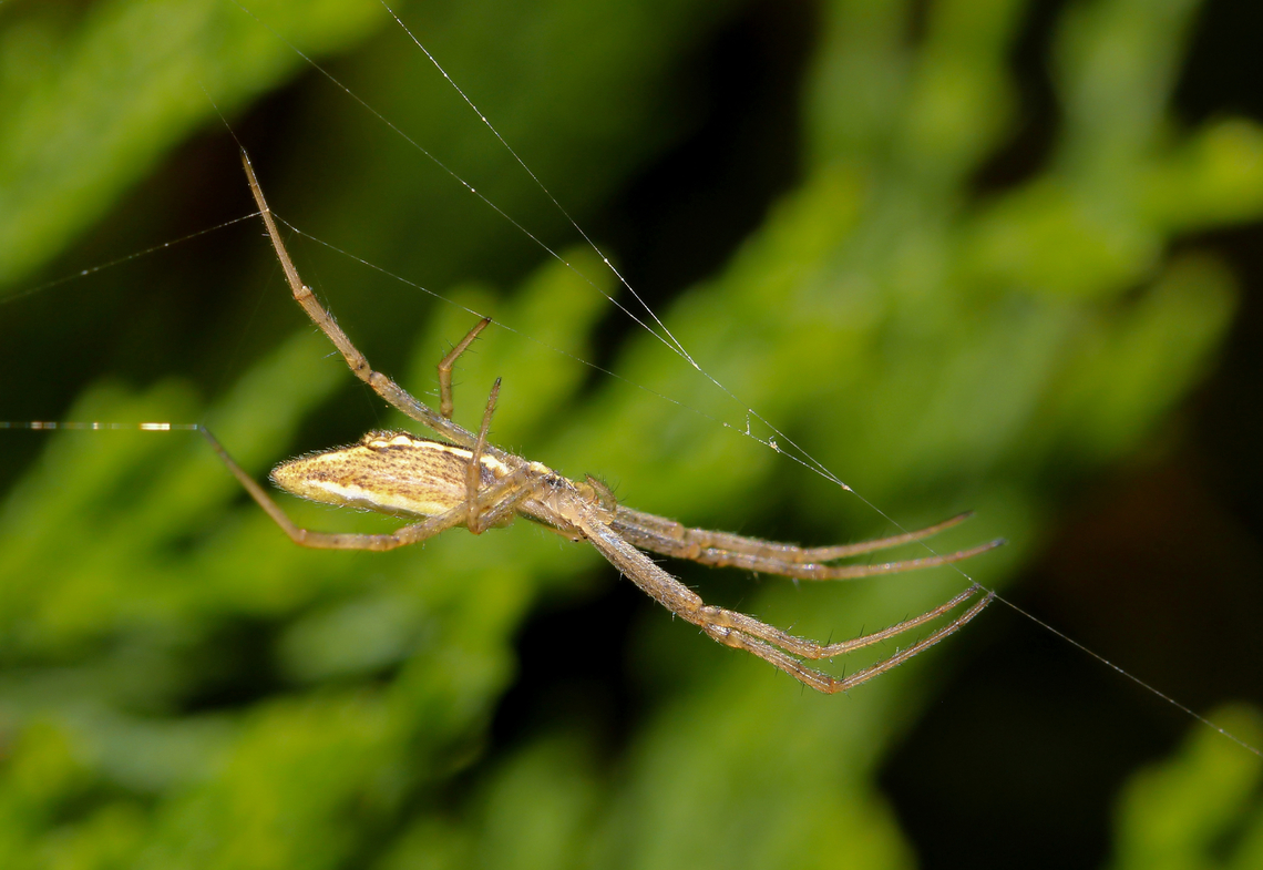 Argiope protensa Commonly known as the long-tailed forest spider and long-tailed argiope. <br />
Female, 15 mm body length. Araneae,Araneidae,Argiope protensa,Australia,Geotagged,Long-tailed forest spider,Longtailed orb-weaving spider,arachnid,arachnology,arthropod,fauna,invertebrate,long-tailed argiope,macro,new south wales,spring