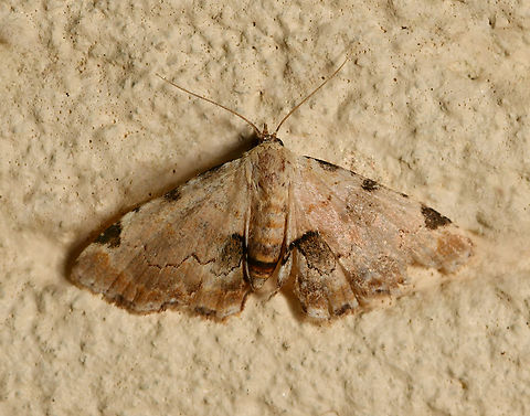 Sandava xylistis Commonly known as the rusty snout moth. 
Family Erebidae, subfamily Hypeninae - the hypenine snout moths.
Wingspan 20 mm. Australia,Erebidae,Geotagged,Hypeninae,Lepidoptera,Sandava xylistis,Spring,arthropod,entomology,insect,invertebrate,macro,new south wales,rusty snout moth