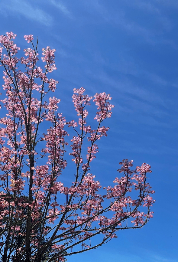 Chinese toona Deciduous tree growing to 25 m. This specimen around 20 m.  Australia,Chinese cedar,Chinese mahogony,Chinese toona,Geotagged,Meliaceae,Sapindales,Spring,Toona sinensis,botany,deciduous tree,flora,new south wales,red toon