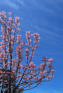 Chinese toona Deciduous tree growing to 25 m. This specimen around 20 m.  Australia,Chinese cedar,Chinese mahogony,Chinese toona,Geotagged,Meliaceae,Sapindales,Spring,Toona sinensis,botany,deciduous tree,flora,new south wales,red toon