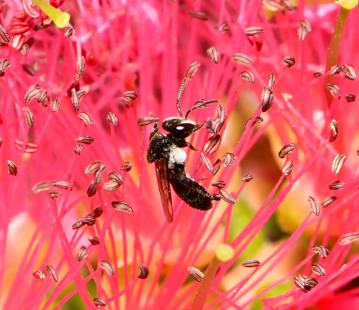 Micro stingless bee Just 3 to 4 mm body length for this tiny, native bee.  Apidae,Australia,Charcoal Stingless Bee,Geotagged,Hymenoptera,Meliponini,Tetragonula carbonaria,arthropod,bush bee,entomology,fauna,insect,invertebrate,macro,new south wales,spring,sugarbag bee
