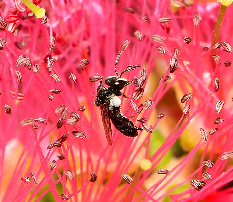 Micro stingless bee Just 3 to 4 mm body length for this tiny, native bee.  Apidae,Australia,Charcoal Stingless Bee,Geotagged,Hymenoptera,Meliponini,Tetragonula carbonaria,arthropod,bush bee,entomology,fauna,insect,invertebrate,macro,new south wales,spring,sugarbag bee