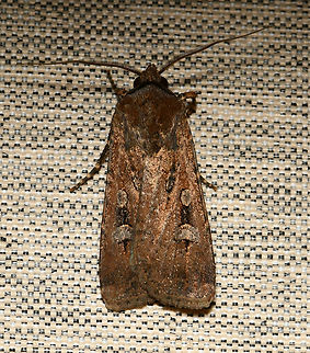 Endangered bogong moth The past few days, the house porch has been filled with tens of these moths during daylight hours. It has been really good to see, given that they are endangered. Years ago, not just the porch, but the whole house would be covered in them. 

They are currently on their migratory path to the alpine areas of Victoria. These moths are an icon of Australian wildlife due to their historical role as an important food source for First Nations people. 

Wingspan around 50 mm. 

 Agrotis infusa,Australia,Bogong moth,Geotagged,Lepidoptera,Noctuidae,Spring,arthropod,bogong moth,entomology,fauna,insect,invertebrate,macro,new south wales