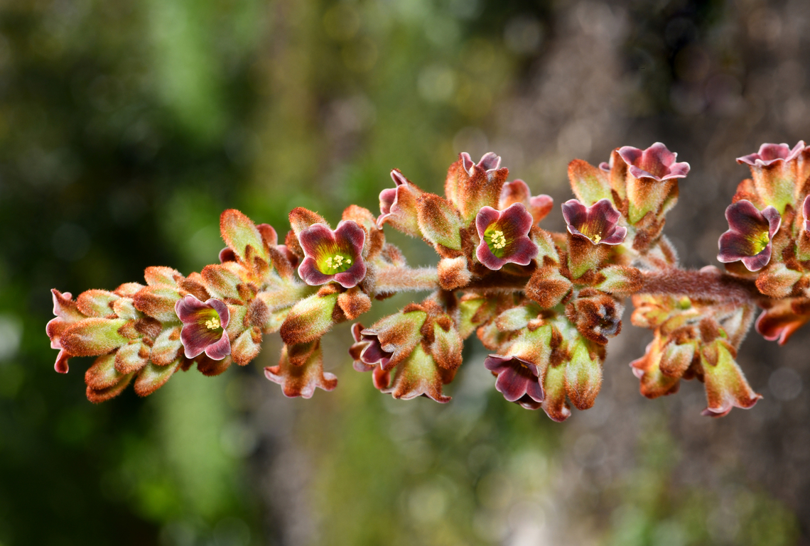 Kalanchoe tomentosa flowers A native of Madagascar. This is specifically cultivar &#039;Chocolate Soldier&#039;.  Australia,Crassulaceae,Geotagged,Kalanchoe tomentosa,Kalanchoe tormentosa,Macro,Saxifragales,Succulent,botany,flora,kalanchoe tormentosa,new south wales,panda plant,spring