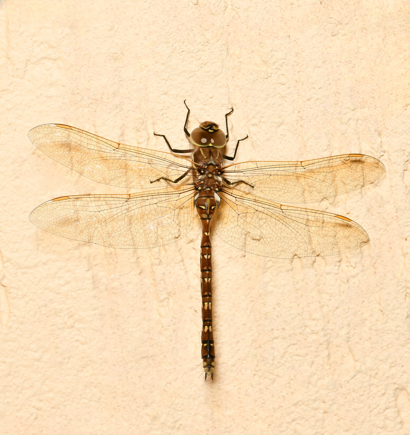 Blue-spotted hawker female Body length around 65 mm.  Adversaeschna brevistyla,Aeshnidae,Australia,Blue Spotted Hawker,Geotagged,Odonata,Spring,arthropod,blue spotted hawker,blue-spotted hawker,entomology,fauna,insect,invertebrate,macro,new south wales