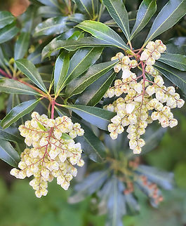 Pearl bush Pieris is a genus of shrubs in the flowering plant family Ericaceae, native to mountain regions of eastern and southern Asia, eastern North America and Cuba.

Known commonly as andromeda, pearl bush and lily-of-the-valley shrub (not related). 

Often grown as ornamental plants, valued for year-round interest due to bright red new growth in early spring, chains of small, white flowers in mid-spring and buds that remain on the plant through the winter. 

Bell-shaped flowers have a lovely, honey scent and are up to 15 mm in length. 

These plants grow best in a shady spot, sheltered from drying, winter winds. 


 Australia,Ericaceae,Ericales,Geotagged,Japanese Andromeda,Pieris  japonica,Spring,Vaccinioideae,andromeda bush,botany,flora,flowering plant,lily of the valley bush,macro,new south wales,ornamental plant,pearl bush
