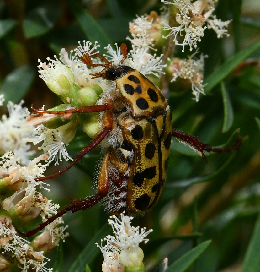 Punctate flower chafer Native beetle, around 15mm body length.  Australia,Cetoniinae,Coleoptera,Geotagged,Neorrhina punctata,Scarabaeidae,Spotted Flower Chafer,Spring,arthropod,entomology,fauna,insect,invertebrate,macro,new south wales,punctate flower chafer,spotted flower chafer