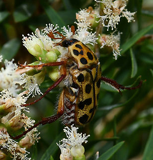 Punctate flower chafer Native beetle, around 15mm body length.  Australia,Cetoniinae,Coleoptera,Geotagged,Neorrhina punctata,Scarabaeidae,Spotted Flower Chafer,Spring,arthropod,entomology,fauna,insect,invertebrate,macro,new south wales,punctate flower chafer,spotted flower chafer
