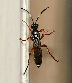 Ichneumon promissorius Native parasitoid wasp known commonly as the banded caterpillar parasite wasp and armyworm parasitoid wasp.

Around 15 mm body length.  Armyworm Parasitoid Wasp,Australia,Geotagged,Hymenoptera,Ichneumon promissorius,Ichneumonidae,Ichneumoninae,Spring,arthropod,entomology,fauna,insect,invertebrate,macro,new south wales,parasitoid wasp