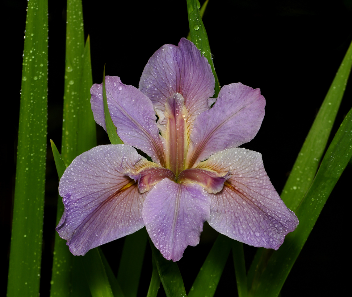 Louisiana iris My lovely iris are in bloom once again in and around the pond. Here is one of the hybrid types growing there. <br />
<br />
Louisiana iris are a clump forming, evergreen perennial that grow from a rhizome. <br />
<br />
Originating from the swamplands of Louisiana in the USA. It is the official state wildflower. <br />
<br />
'Delta Twilight' (Mary Dunn, R. 1995).  'Fat Tuesday' X 'Cammeray'. Bay View 1996. Honorable Mention 1999.<br />
<br />
Growing to 90 cm in height. <br />
<br />
Although this isn't a pure species, I thought it worth sharing here to appreciate the beauty that iris offers. <br />
<br />
 Australia,Geotagged,Louisiana iris,Spring,botany,flora,perennial,plants of north america,rhizomatous plant,water-loving plant