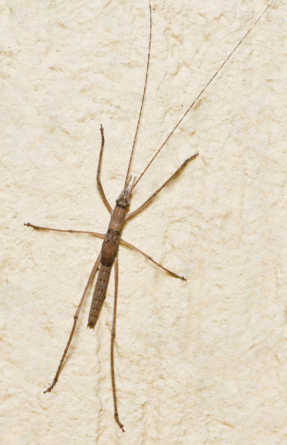 Twig-mimicking katydid Native to this country. This is a male nymph. <br />
<br />
 Australia,Ensifera,Geotagged,Orthoptera,Tettigoniidae,Zaprochilinae,Zaprochilus australis,arthropod,fauna,insect,invertebrate,macro,new south wales,spring,twig-mimicking katydid