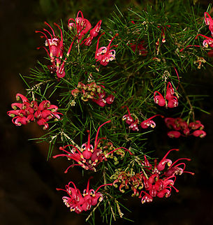 Grevillea rosmarinifolia This native usually occurs as a small to medium, rounded shrub growing 0.3 to 2 m in height. 

Commonly known as rosemary grevillea as the leaves resemble rosemary. Narrow-linear, stiff and prickly.

Leaves are up to 35 mm in length and 3 mm wide. The flowers occur in clusters from the ends of the branches and are mainly red or pink, often with cream.

Flowering occurs from winter through to spring and occasionally at other times. Australia,Geotagged,Grevillea rosmarinifolia,Proteaceae,Proteales,Rosemary grevillea,botany,flora,new south wales,spring