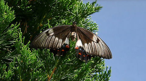 Orchard swallowtail butterfly Coming to rest up high on a conifer. Image taken with a macro lens. It did quite well, given the distance. 
Female, wingspan 14 cm.  Australia,Geotagged,Lepidoptera,Orchard Swallowtail Butterfly,Orchard swallowtail butterfly,Papilio aegeus,Papilionidae,Spring,arthropod,entomology,fauna,insect,invertebrate,new south wales