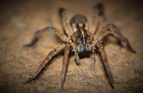 The wetland giant wolf spider Tigrosa helluo inhabits areas such as woods, marshes, fields and riparian spots near rivers and streams which is where I saw this female. 

Native to the north-east of the United States, also Canada and Mexico.



 Araneae,Geotagged,Lycosidae,Tigrosa helluo,United States,arachnid,arachnology,arthropod,autumn,fall,invertebrate,macro,pennsylvania