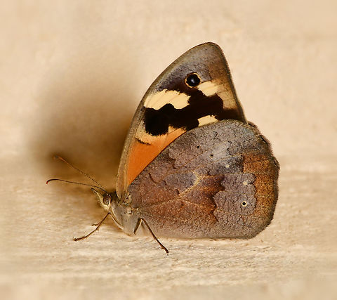 Heteronympha merope Female, wingspan around 60 mm.  Australia,Common Brown,Geotagged,Heteronympha merope,Lepidoptera,Nymphalidae,Spring,arthropod,common brown butterfly,entomology,insect,invertebrate,macro,new south wales